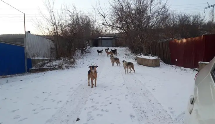 В Красноярске к лету 2023 года пересчитают бездомных собак