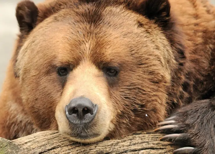 В Красноярском крае испуганный собаками медведь случайно травмировал охотника