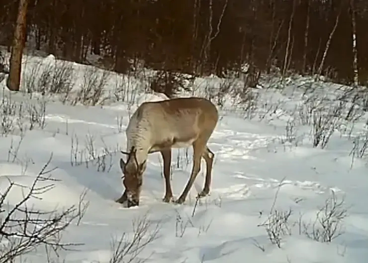 В заповеднике на севере Красноярского края животные ходят по следам от снегоходов