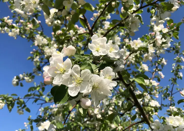 В Красноярске яблоневый сад на острове Татышев начинает расцветать