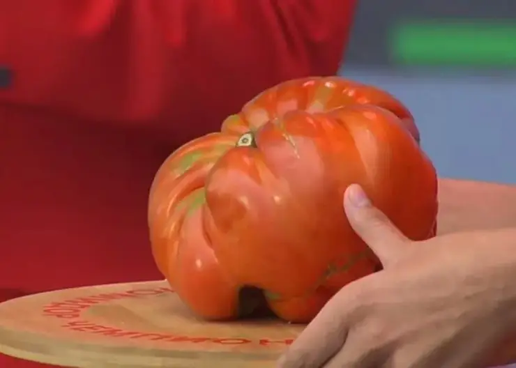 Жительница Минусинска вырастила помидор весом 1785 граммов и победила в конкурсе