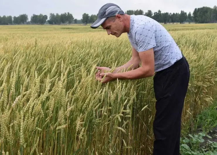 В Красноярском крае фермеры могут получить гранты до 35 млн рублей