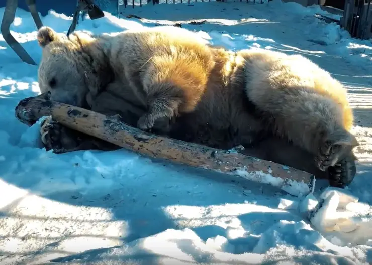В красноярском «Роевом ручье» проснулся медведь Памир