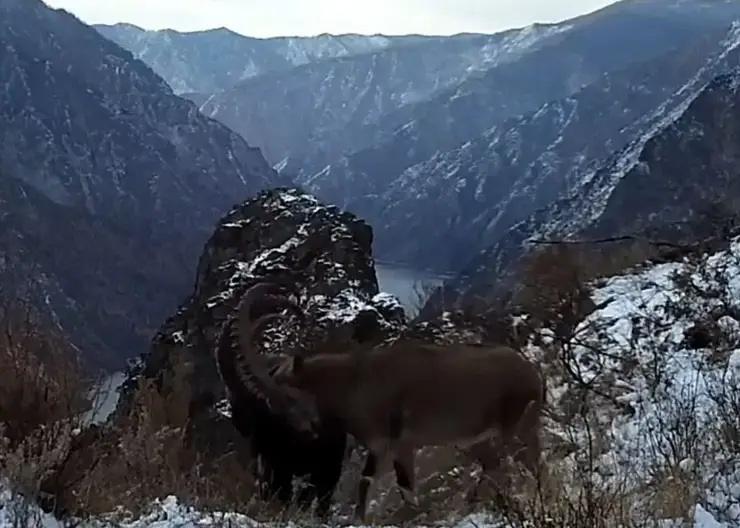 На юге Красноярского края фотоловушка запечатлела бой между двумя самцами козерогов