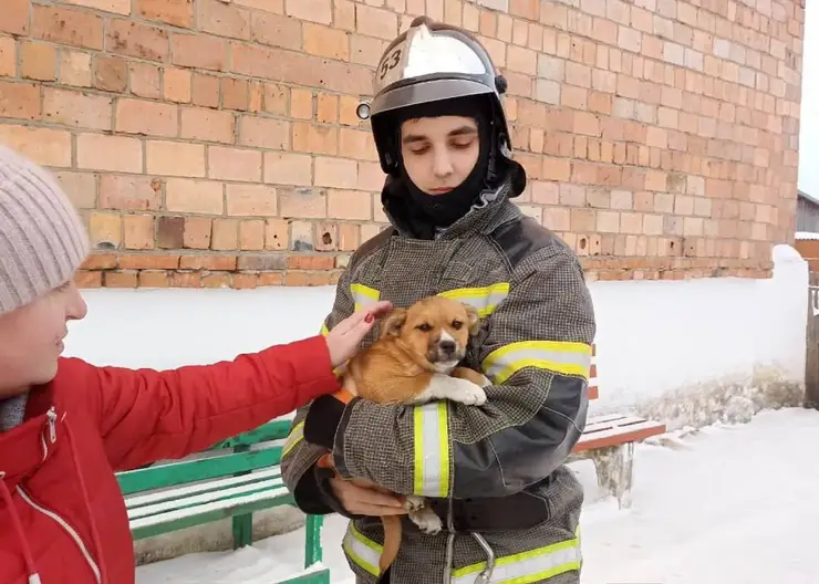 В Красноярском крае пожарные спасли провалившегося в подвал щенка