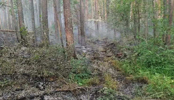 В Красноярском крае сборщики ягод чуть не сожгли лес