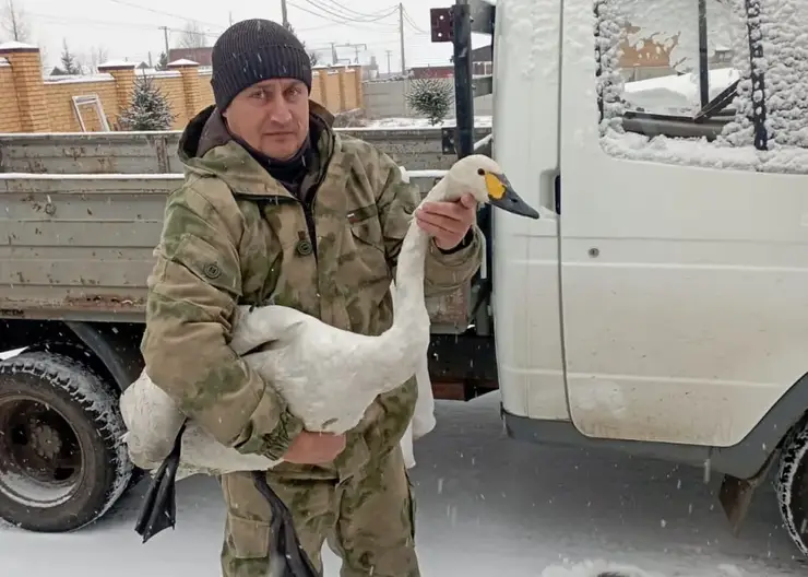 В Красноярске в Озеро-парке спасли краснокнижного лебедя