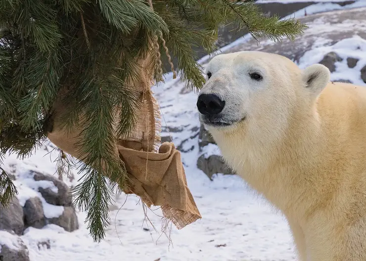 В красноярском зоопарке белых медведей поздравили с наступающим Новым годом