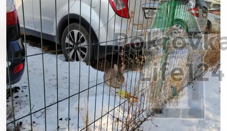 В Красноярске на автостоянке в Покровском нашли кролика