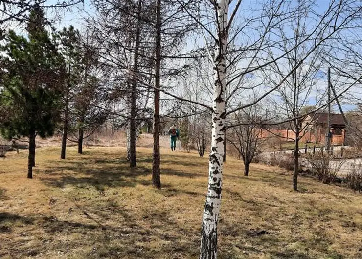 За неделю в Красноярском крае клещи укусили 1356 человек