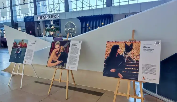 В аэропорту Красноярск открылась благотворительная фотовыставка с бездомными собаками