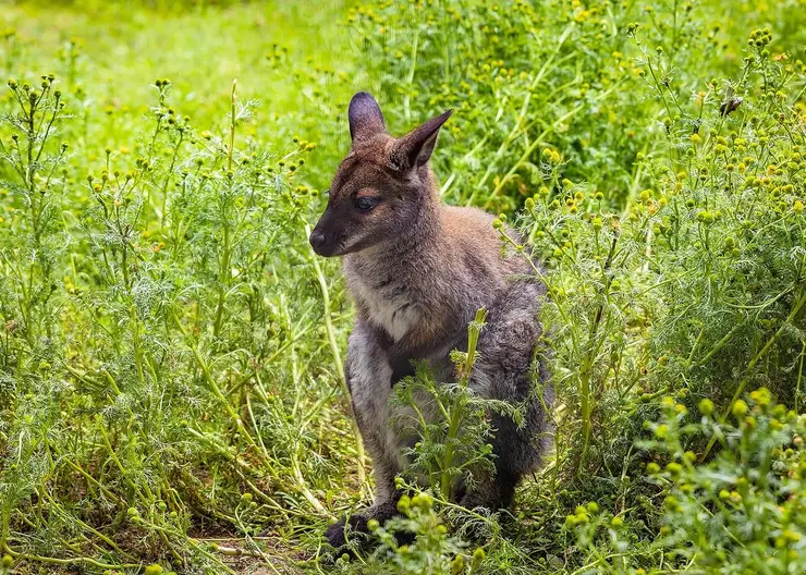 В красноярском «Роевом ручье» выбрали имя маленькому кенгурёнку