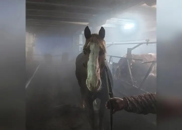 Житель Канска крал лошадей с местной фермы на мясо
