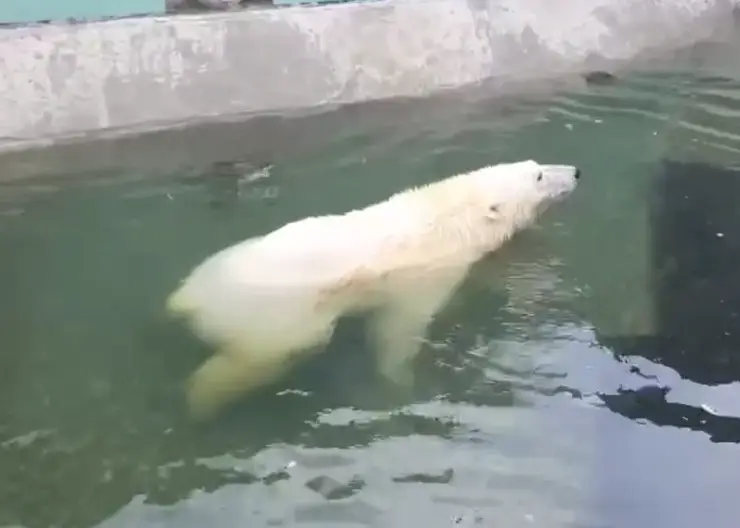 Спасенный в Красноярском крае медведь Диксон отдыхает в своем бассейне