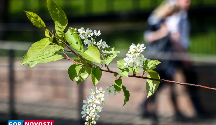 В Красноярске 28 мая пройдёт фестиваль «Зелёные выходные»