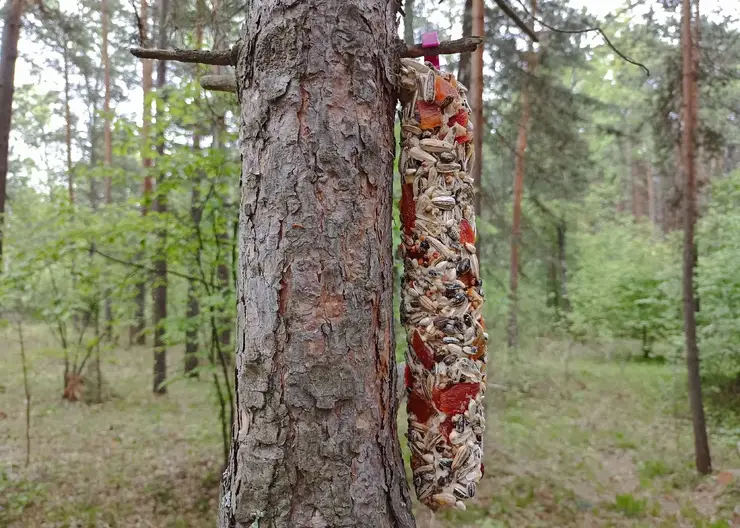 В Красноярске у Серебряниковского пруда проложат экотропу и сделают лестницу