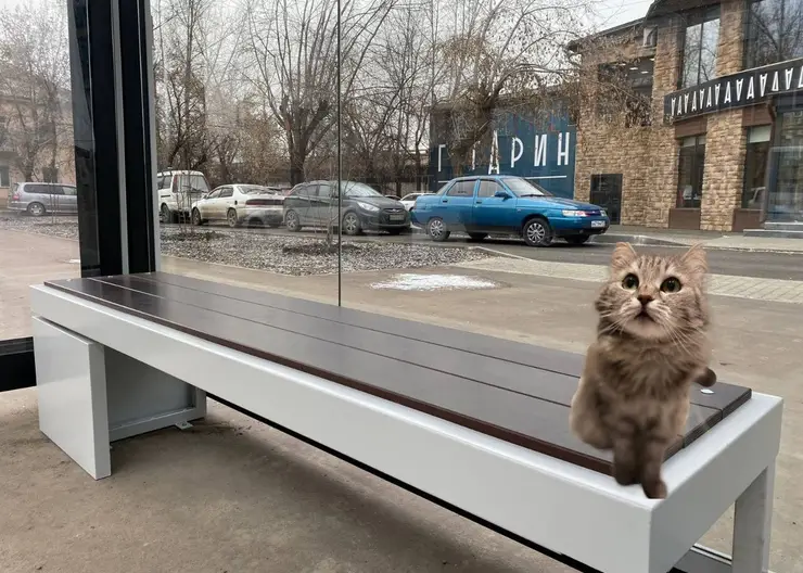 Кошка Лиля из Красноярска стала знаменитостью в социальных сетях