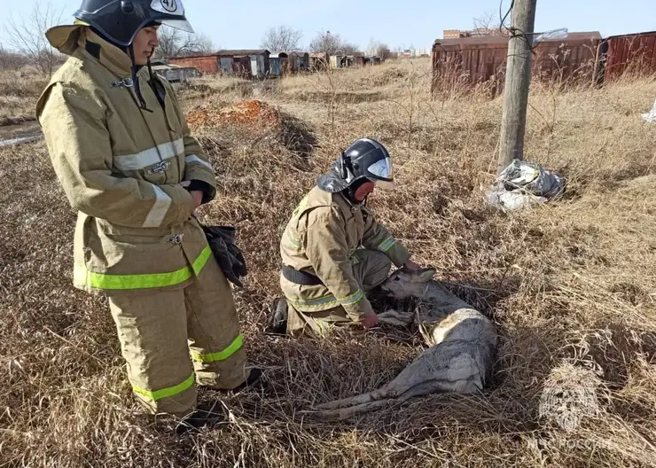 В Красноярском крае пожарные спасли заблудившуюся косулю