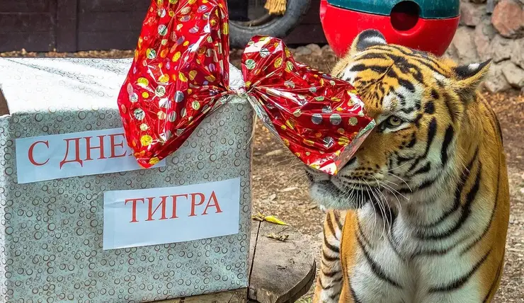 Красноярский «Роев ручей» отмечает Всемирный день тигра