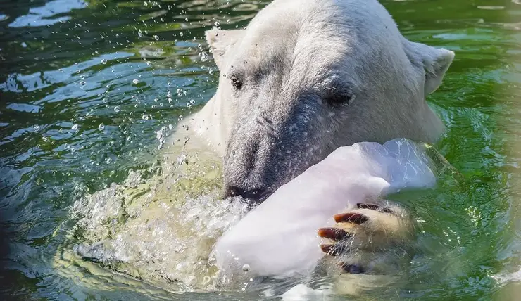 В «Роевом ручье» белый медведь Ермак играет со льдом