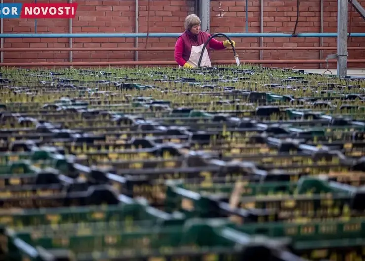 В теплицах Красноярска к праздникам вырастят 200 тысяч тюльпанов
