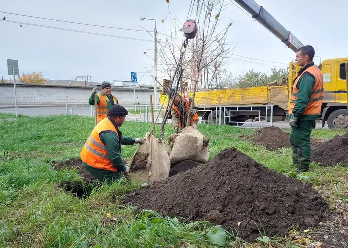 Больше 6 тысяч деревьев высадили в Красноярске за эту неделю