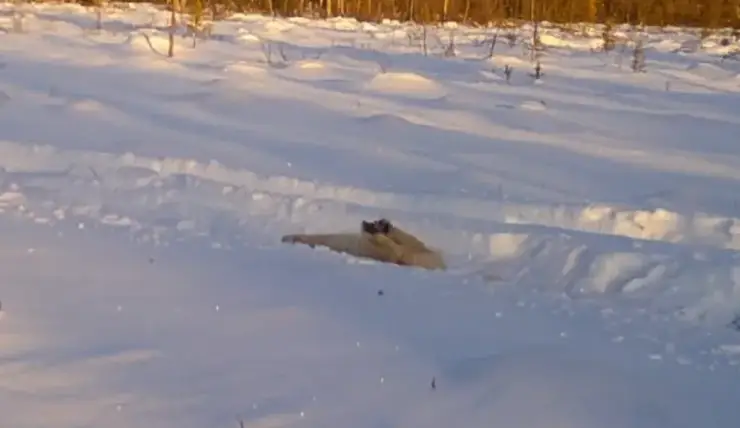 В заповеднике на севере Красноярского края запечатлели, как волк наслаждается выхлопными запахами