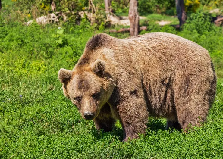 Рядом с Красноярской ГЭС заметили медведя