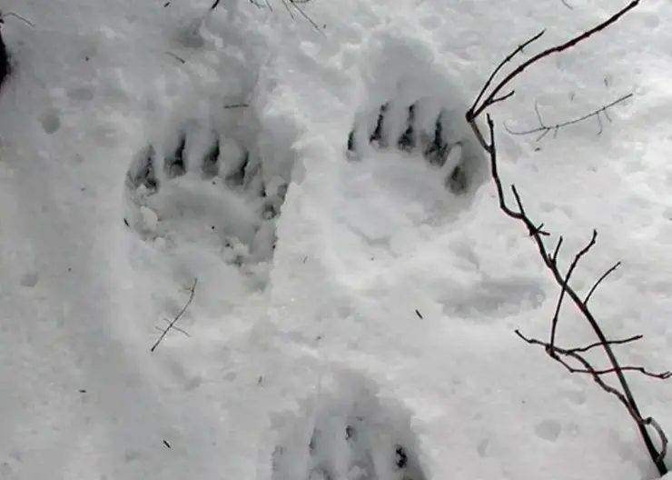 В Красноярском крае заметили следы медведя рядом с населенным пунктом