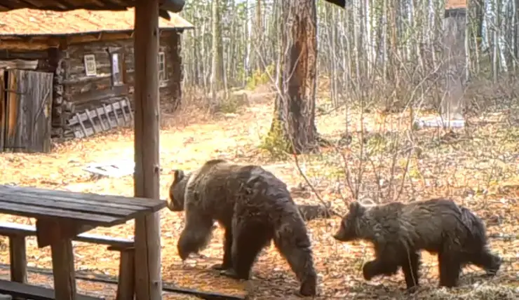 В заповеднике на севере Красноярского края фотоловушки сняли семью медведей
