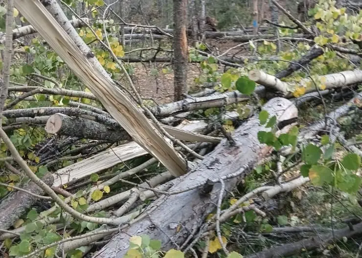 Сильный ветер повалил деревья в нацпарке «Красноярские Столбы»