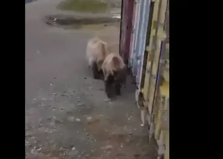 В Дудинке трое молодых медведей пытались вломиться в домик к вахтовикам