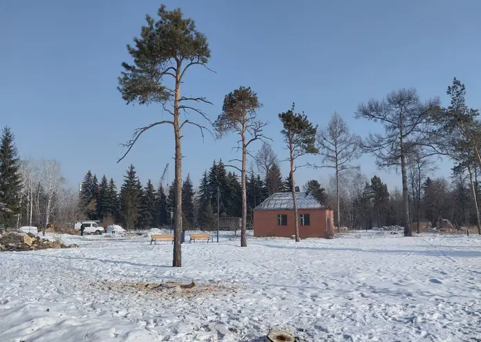 В Центральном парке Красноярска спиливают деревья: разбираемся, почему