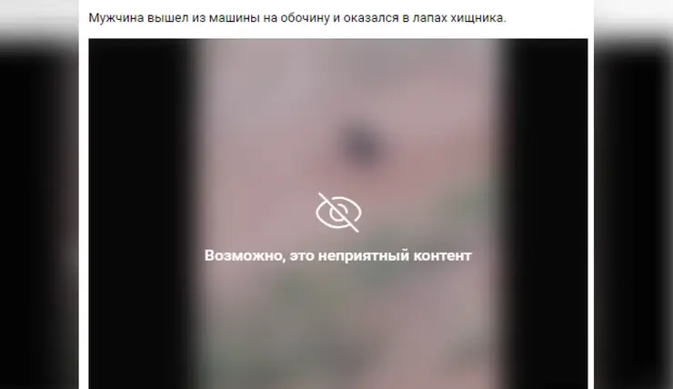 Видео с жестоким нападением медведя на жителя Красноярского края оказалось фейком