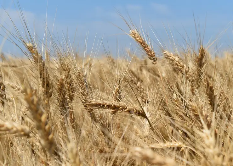 В Красноярском крае планируют запустить производство биопластика из пшеницы