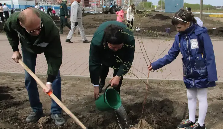 Красноярские школьники высадили березовую аллею в рамках международной акции «Сад памяти»