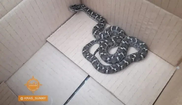 В Красноярске поймали змею на улице Ольховой