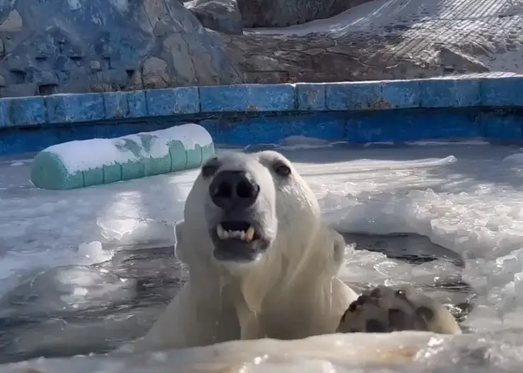 Медведица Урсула из красноярского зоопарка показала свои навыки подледного плавания