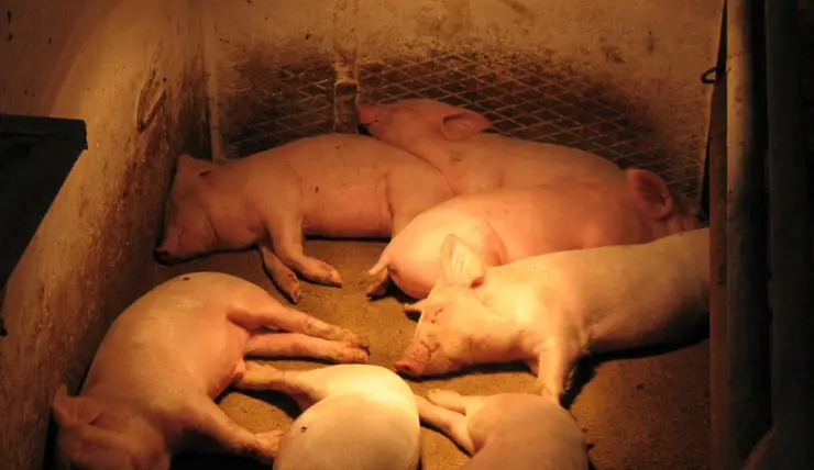 В Каратузском районе обнаружена очередная вспышка африканской чумы свиней
