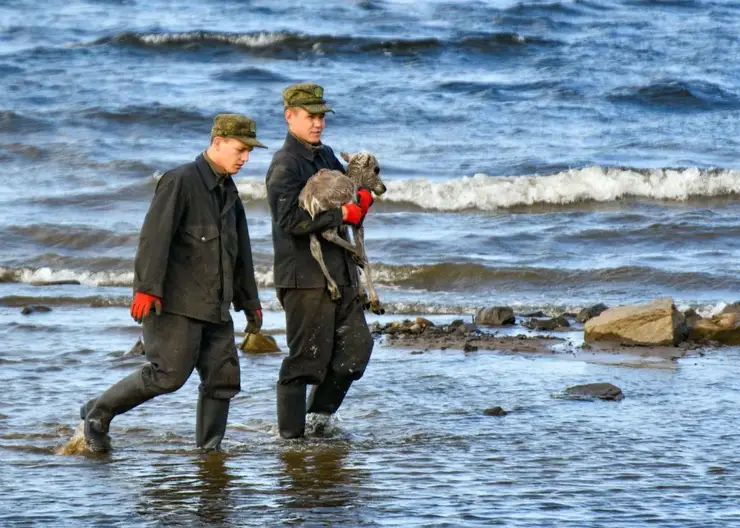 На Севере Красноярского края спасли отбившегося от стада олененка