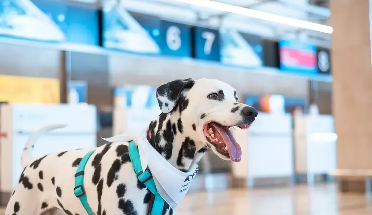 В красноярском аэропорту продолжают работу «собаки эмоциональной поддержки»