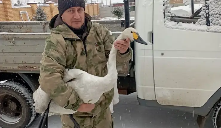 В Красноярске в Озеро-парке спасли краснокнижного лебедя