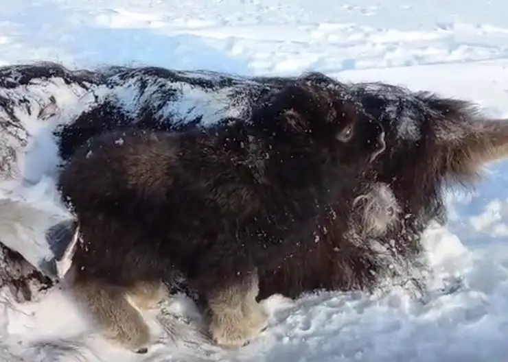 В Красноярск могут доставить найденного на Таймыре сироту-овцебыка