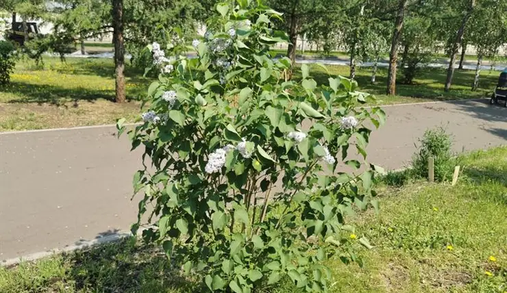 В Красноярске обследуют посаженные за последние три года деревья и кустарники
