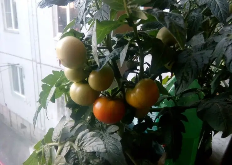 Как вырастить помидоры на подоконнике - Gornovosti.Ru