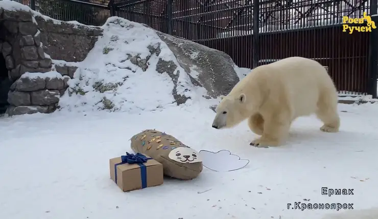 В красноярском «Роевом ручье» белому медведю Ермаку исполнилось два года