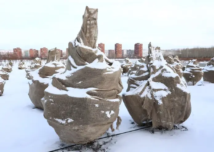 Маленькой ёлочке не холодно зимой. Какие сорта хвойных деревьев выращивают  для озеленения города