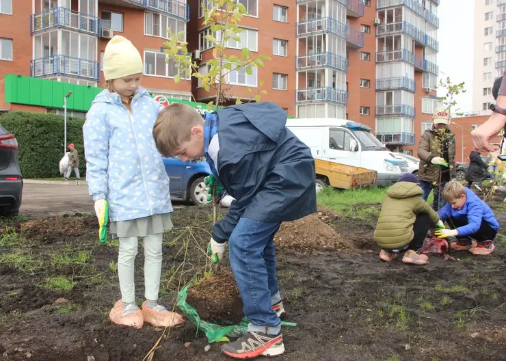 В Красноярске на набережной Качи в Железнодорожном районе посадили 30 яблонь