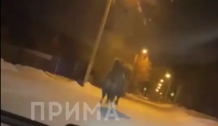 В Зеленогорске автомобилист заметил бегающего верблюда