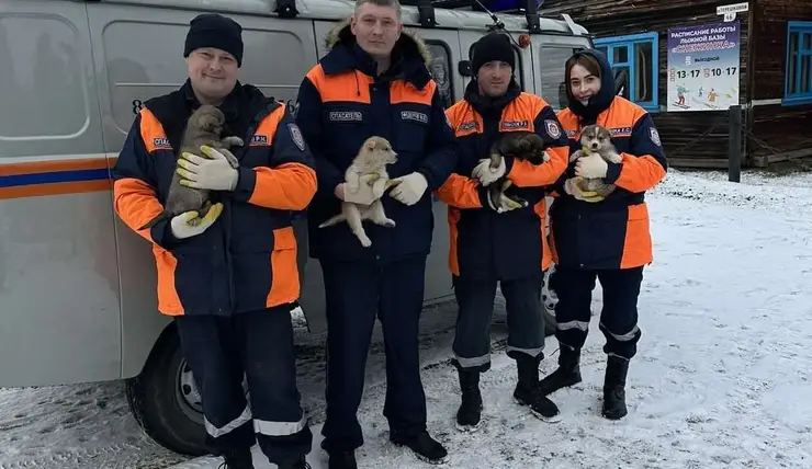 Спасатели вызволили провалившихся в яму туалета щенков в Богучанском районе